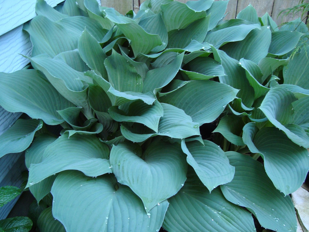 Massif ombre hostas fougeres