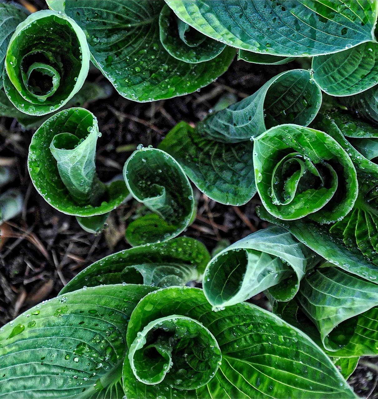 Hostas jardin