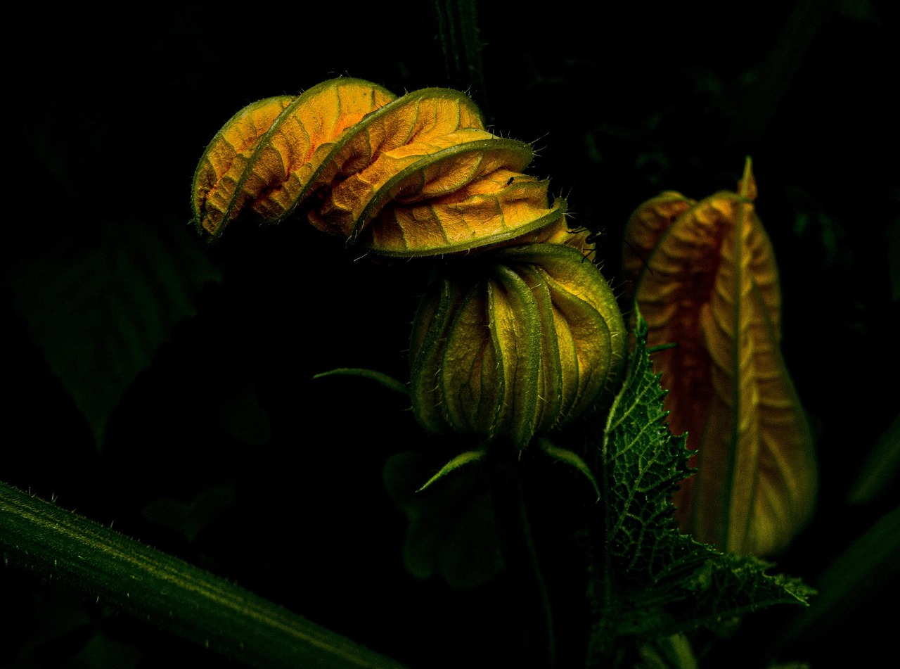 Potager decoratif