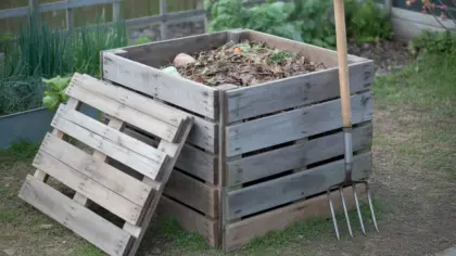 Composteur fait de quatre palettes en bois au fond d'un potager, une fourche appuyée contre la façade